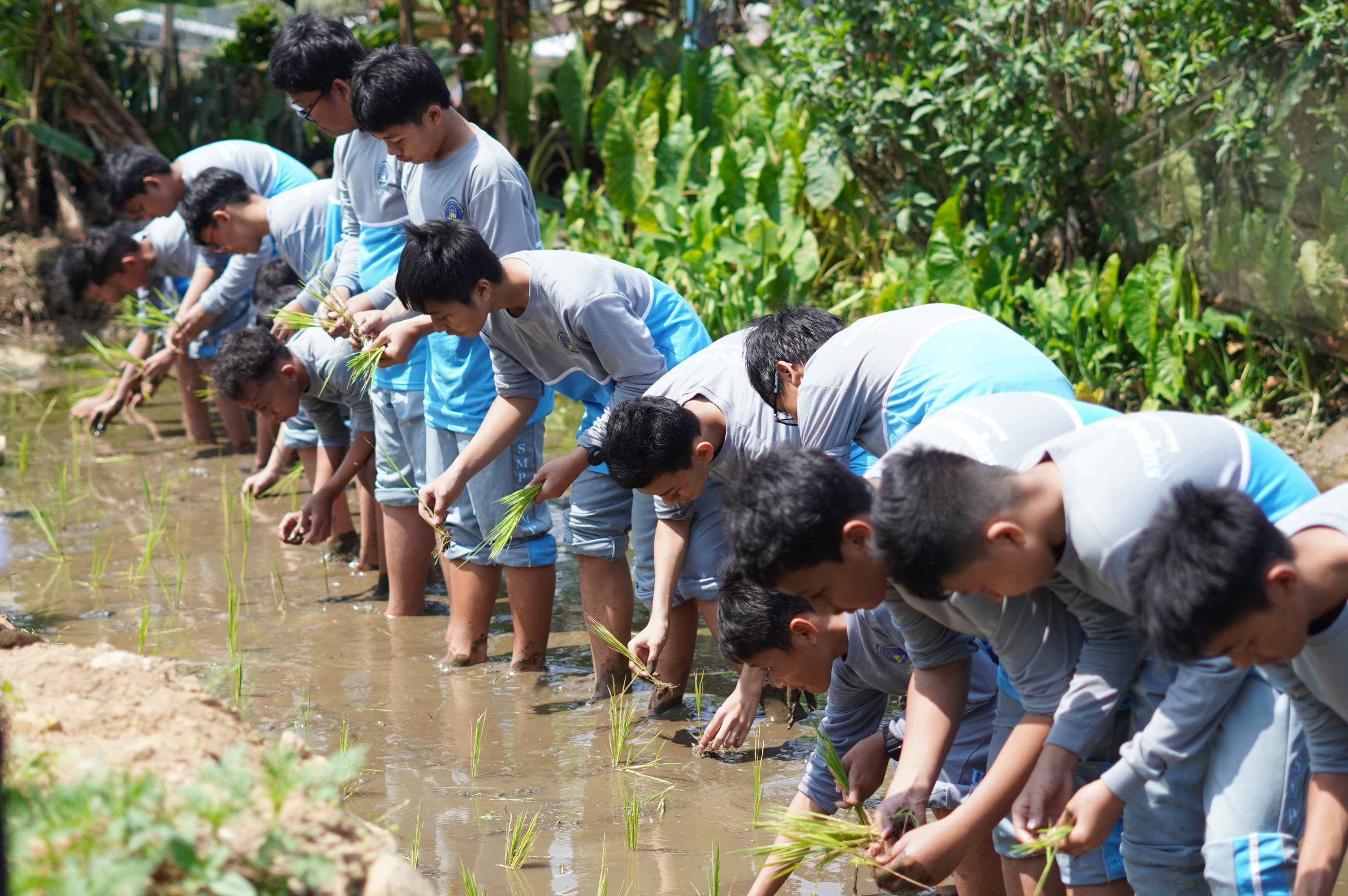 Puluhan Siswa Sekolah Unggul di Purwokerto Belajar Sains dan Pertanian di Mina Padi Cilongok, Begini Keseruannya!